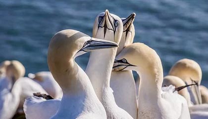 爱游戏在线娱乐官网-库里：空投的“魔术师”，破解NBA防守密码！，里程碑!库里总得分超魔术师 仓促出手投丢