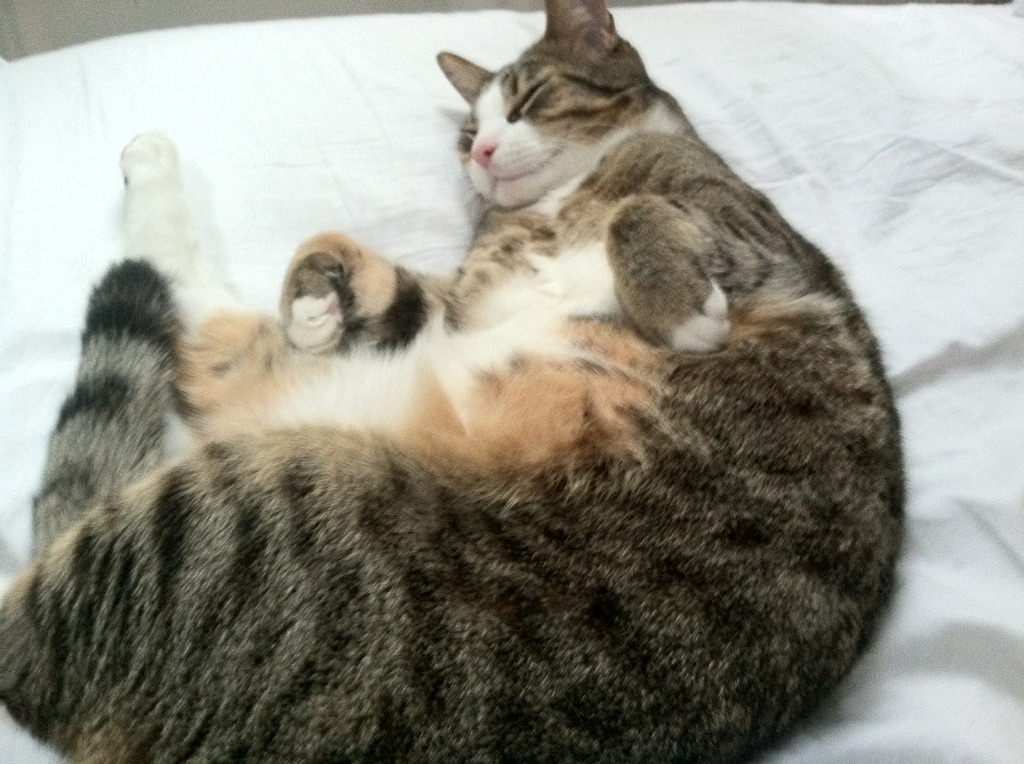 “互联网+”推动青训人人参与,行业普及率稳步提升,青训网站