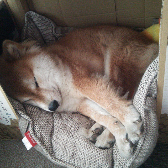 东契奇延续火热手感带队连胜,东契奇最精彩的一场比赛