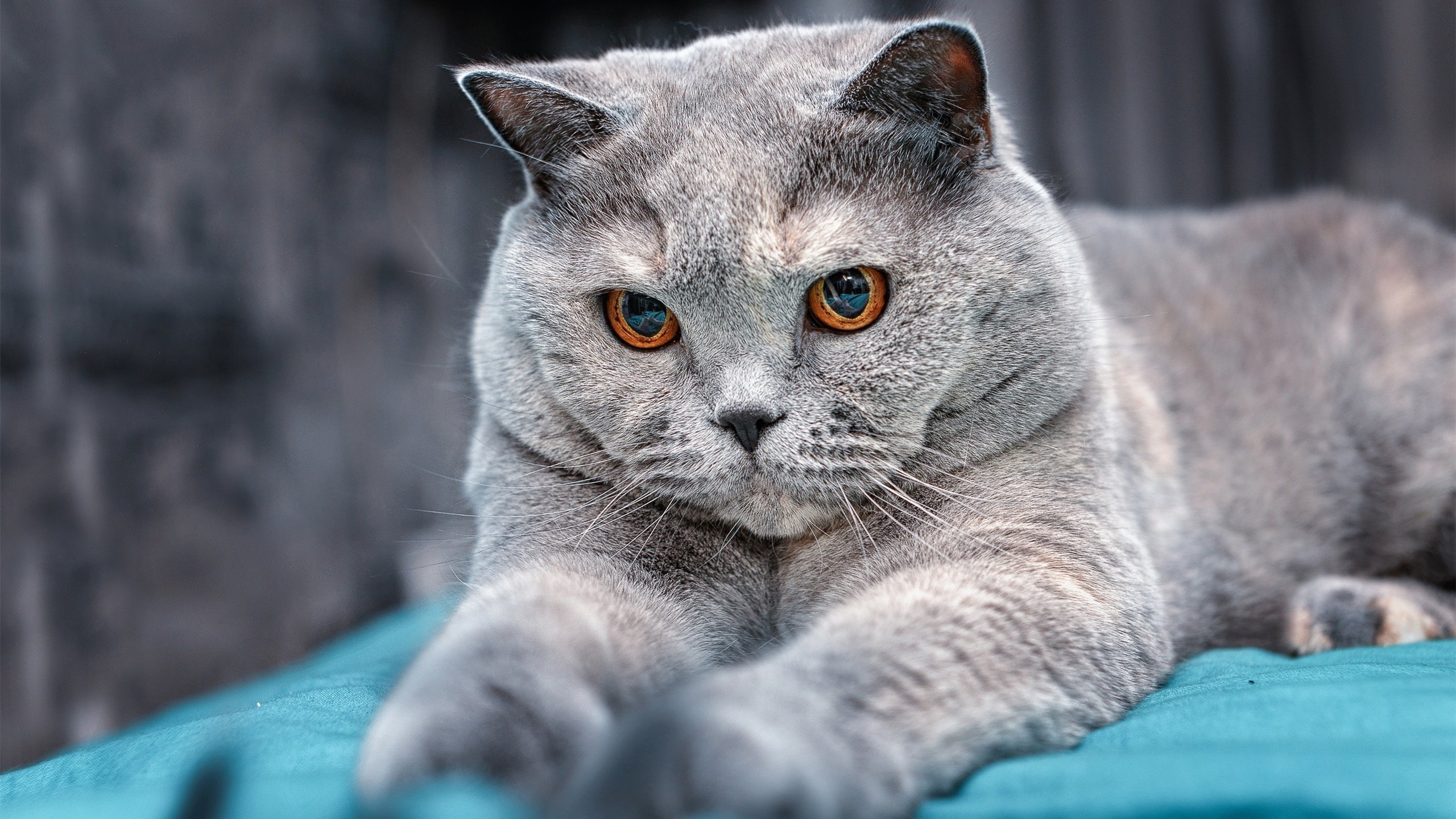 亚非篮球精英联赛收官战升温,激烈角逐引关注,亚非战队