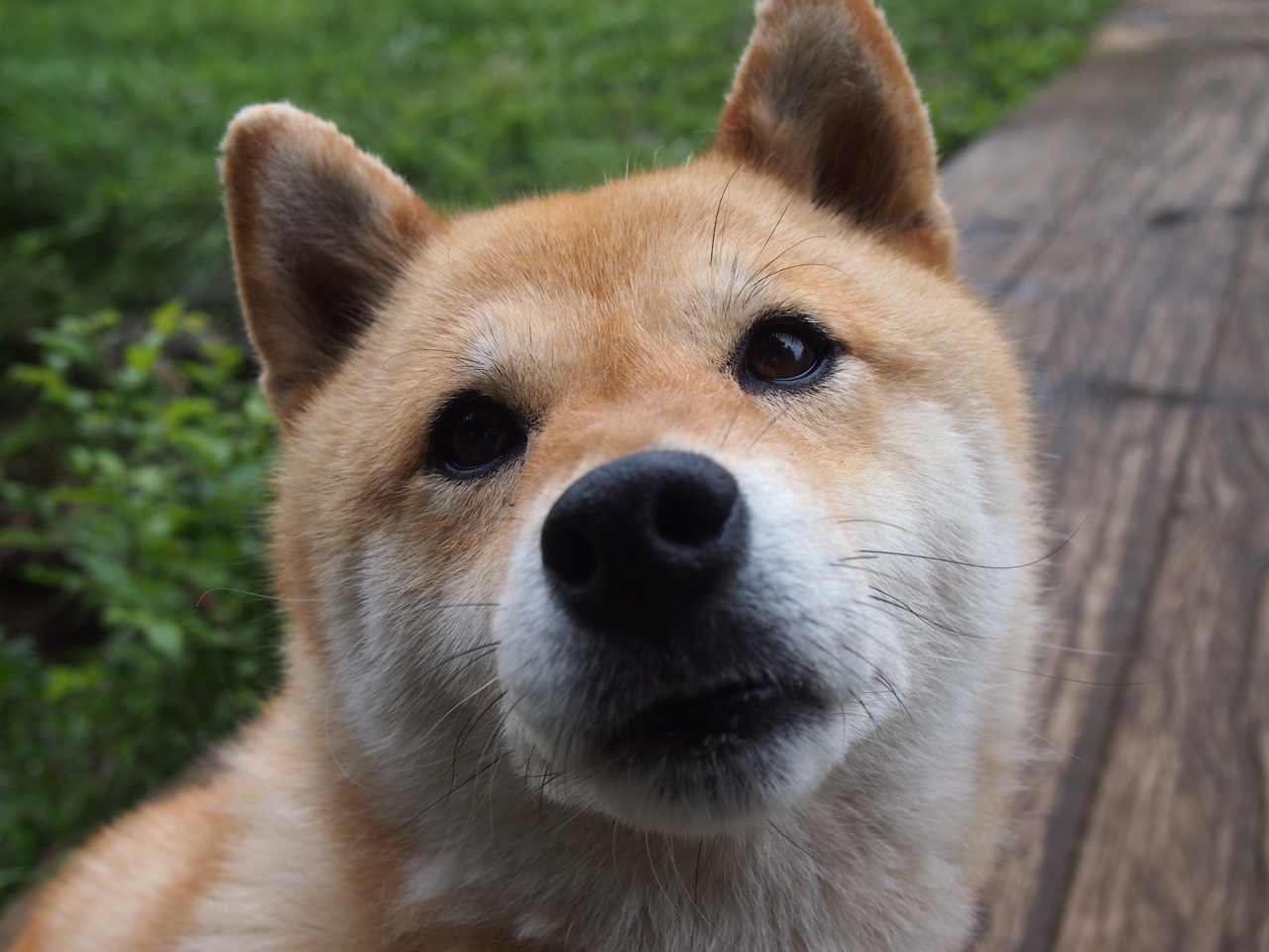 爱游戏下载-凯尔特人战术多变应对季后赛挑战，凯尔特人经典比赛