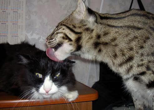 欧洲足球擂台上的硝烟弥漫，谁能立于不败之地？，欧洲足球盛宴