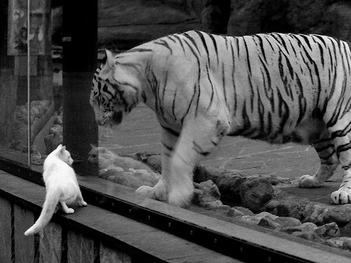 波尔图与葡萄牙体育争夺欧冠席位，波尔图欧冠对手