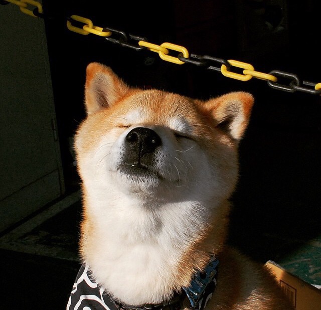 王牌队球员健康状况良好,王牌队员申请出战是什么意思