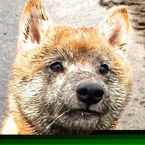 德甲主帅大换血，战术风格迎来新变革，德甲各队主帅