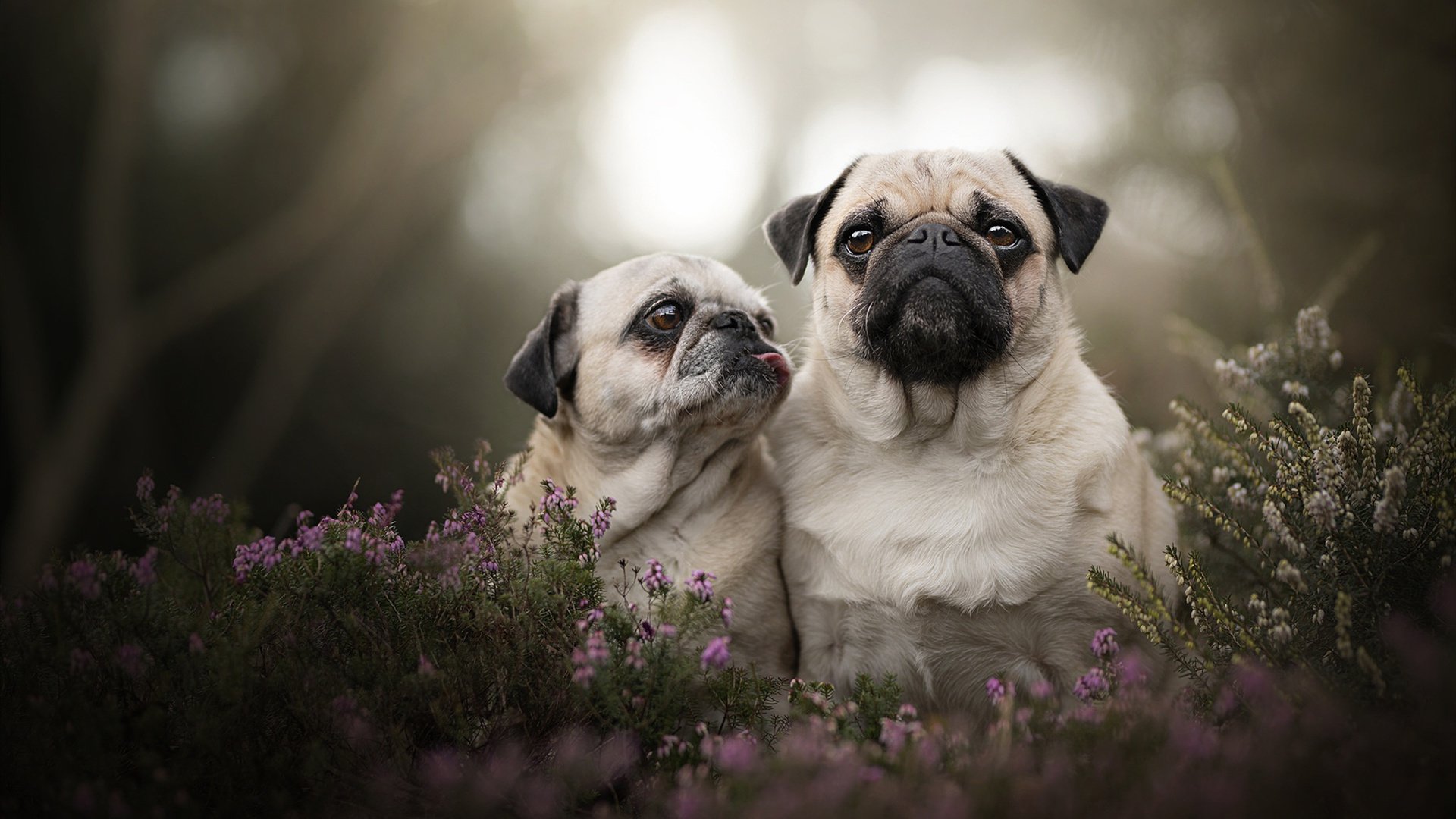 意甲精彩瞬间频现,精妙进球与关键扑救燃爆全场,意甲进球集锦