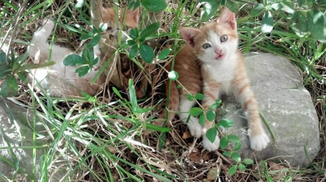 世界武术太极锦标赛老将再度登顶,武术世界频道太极拳