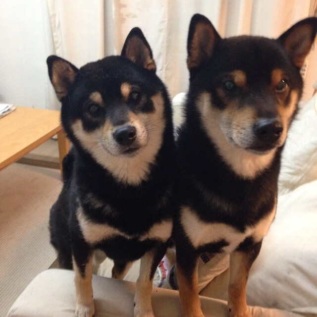 篮球赛事官方移动端应用功能升级,篮球客户端