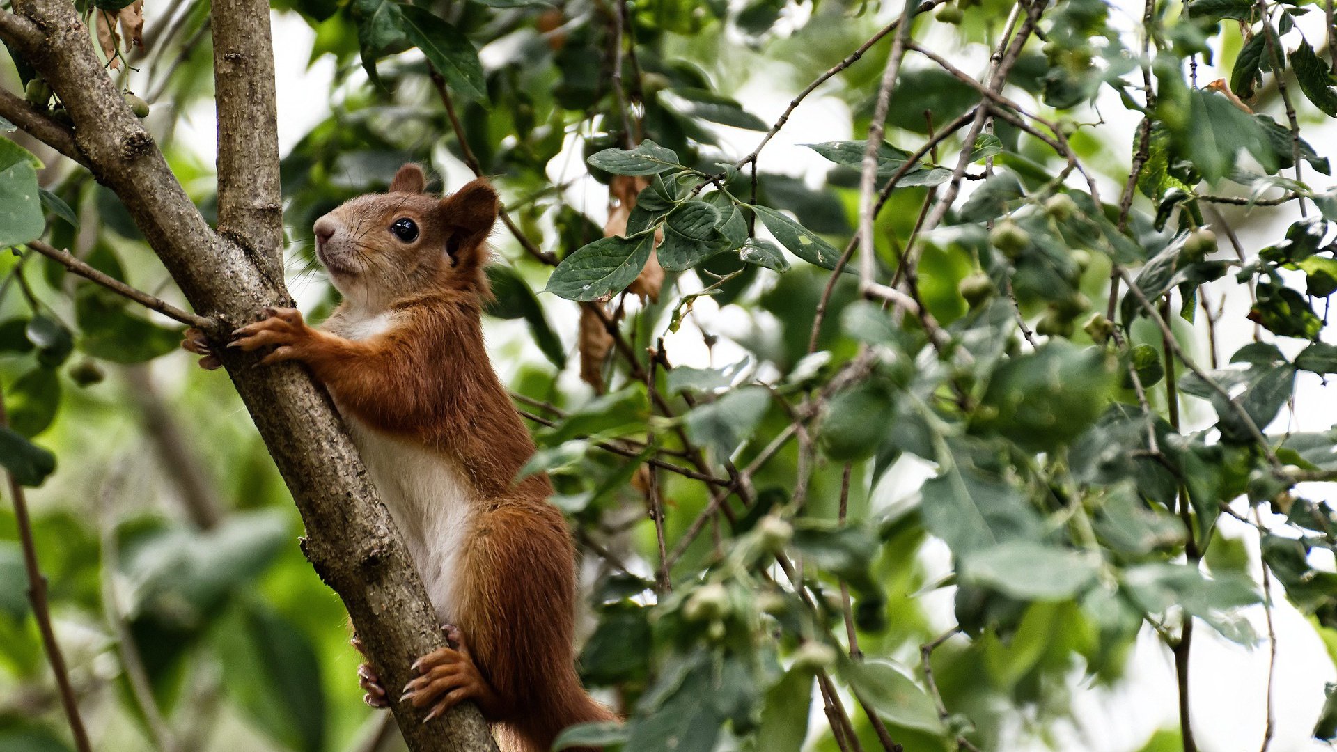 阿根廷马术界推出智能马鞍系统,实现实时数据监测与分析,提升骑乘体验。