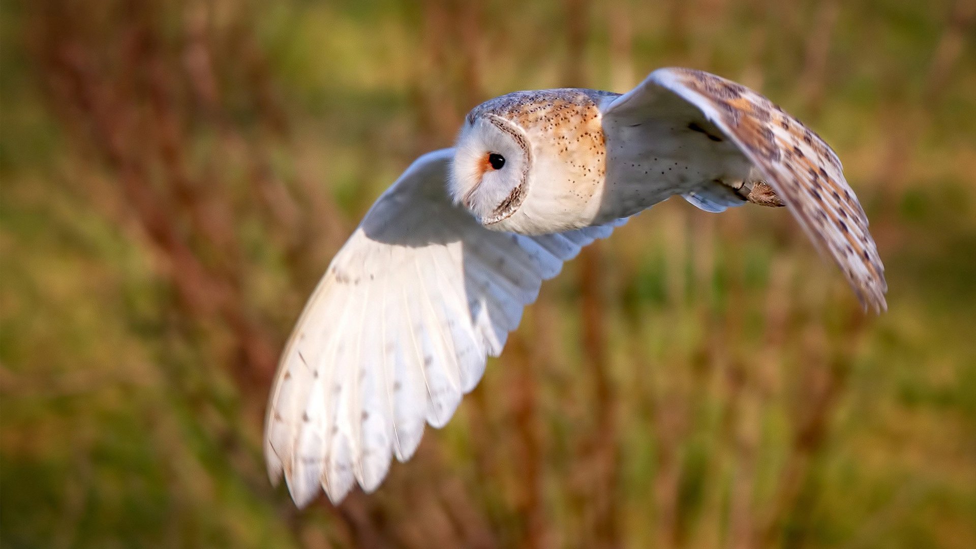 全北现代团结拼搏,决心晋级下一轮,全北现代实力如何