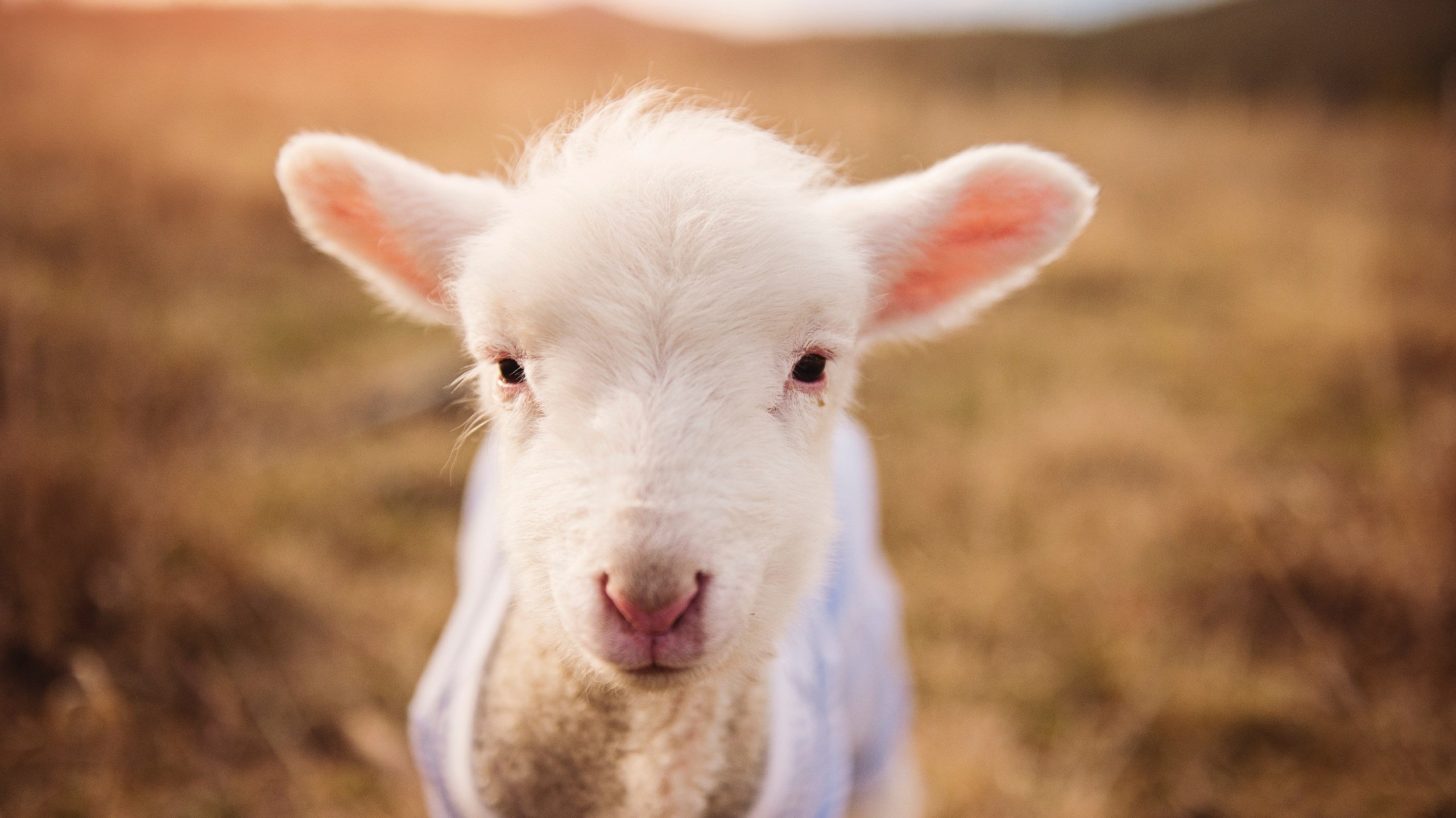 体育新闻中心协办体育内容跨界融合发展论坛，体育新闻专题报道