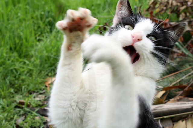 凯撒酋长签约新外援,增强防守实力,凯撒酋长足球俱乐部