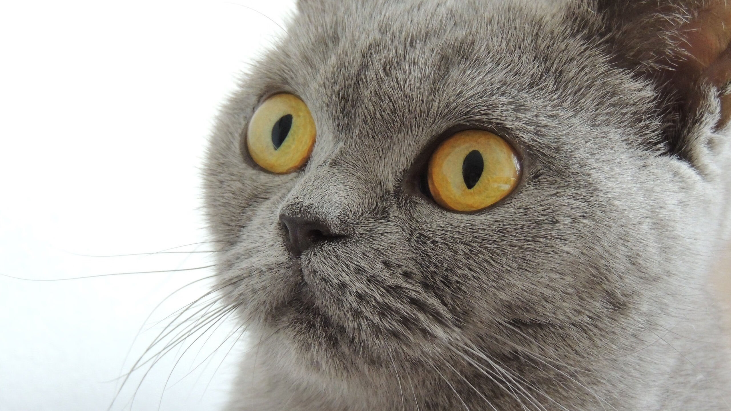 爱游戏官方网站-北京首钢球队新人发挥重要作用，北京首钢注册球员