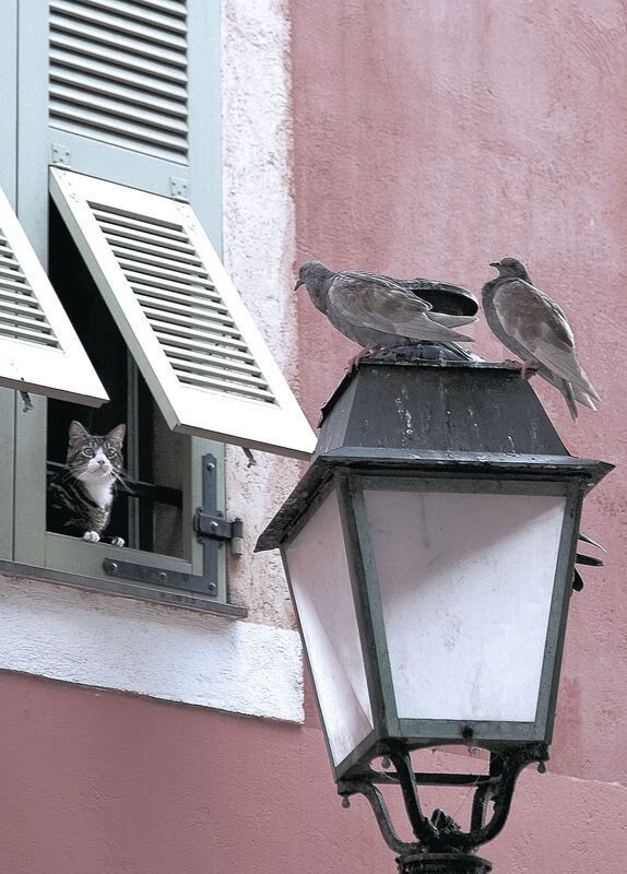 爱游戏中国官方登录入口网站-数据曲线：美选手节奏更依赖爆发点调整，数据曲线app