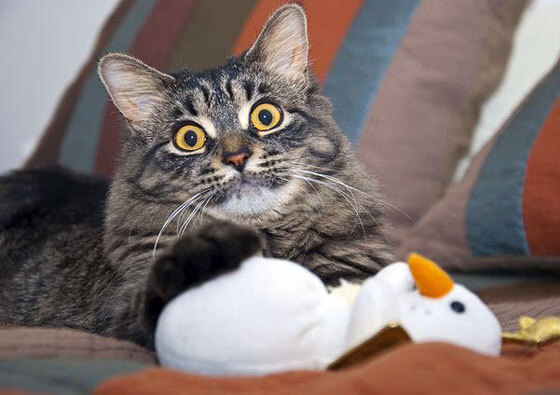 塞内加尔队在巴黎奥运会比赛中多次通过中路渗透得分,塞内加尔队球星