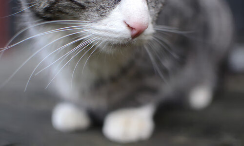 爱游戏在线登录入口-墨西哥队引国际关注，“冰雪拉美风”席卷社交媒体