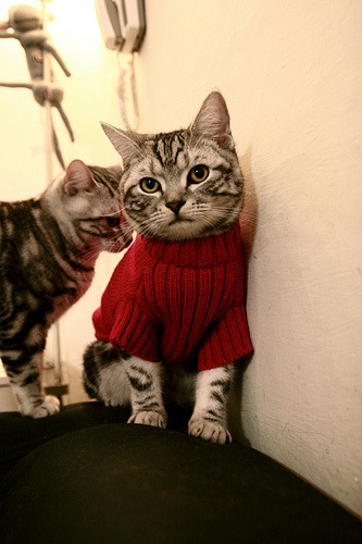 女足球员海外留洋计划增多,女足队员留洋