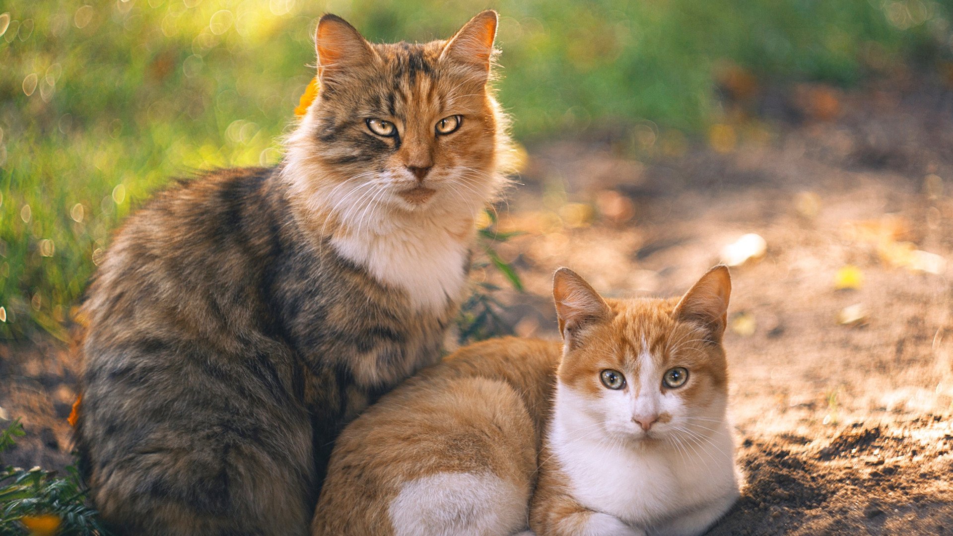 尼斯主场大胜里尔，实现近期三连胜，尼斯队主场