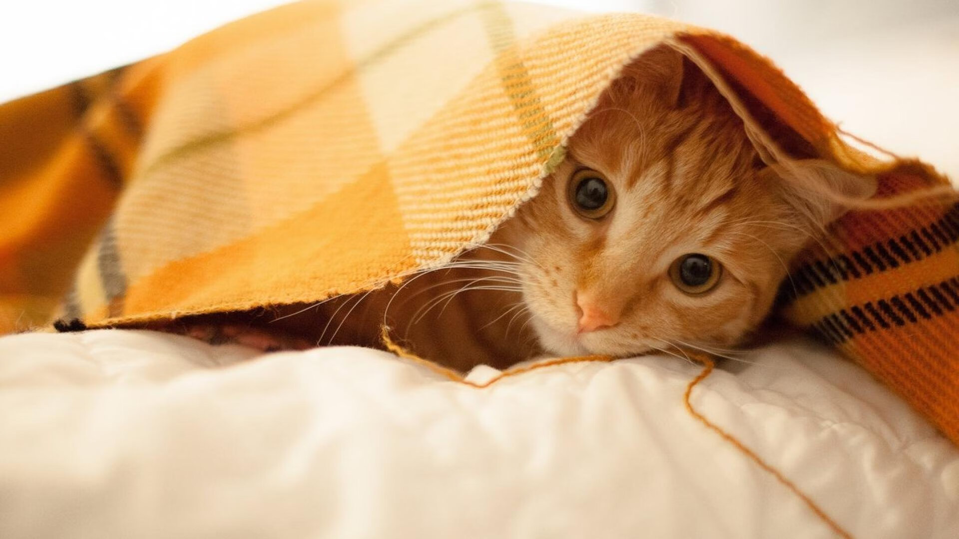 战绩不俗球队交锋,实力对决点燃球场热度,球队对比