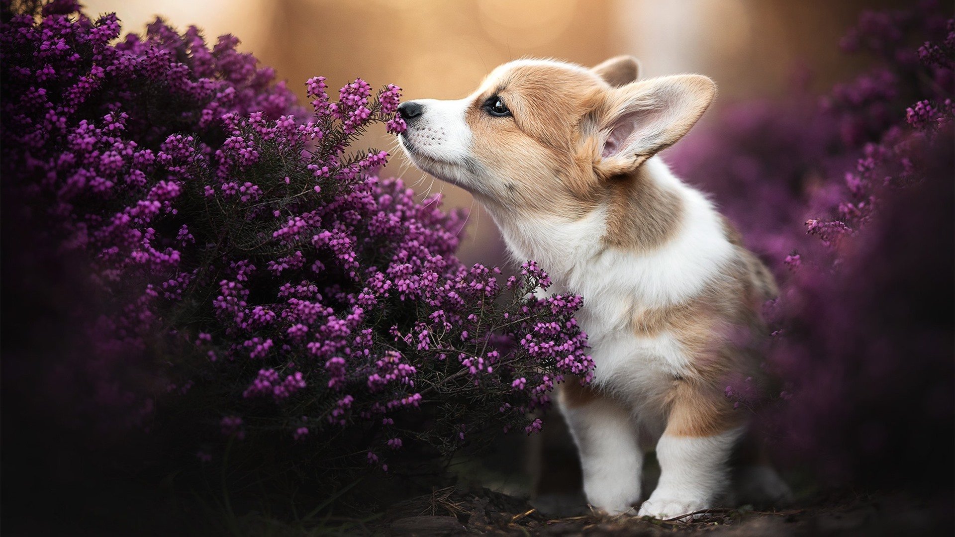 意大利国家队主帅调整阵容，迎战强大对手，意大利国家队主帅是谁