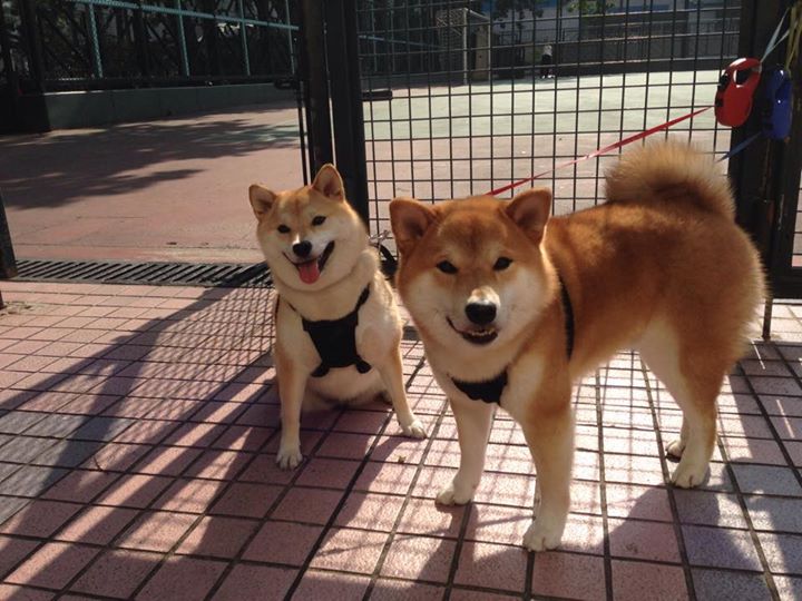 掘金翻盘公牛,东部决赛中约基奇末节爆发,掘金中锋约基奇是哪国人