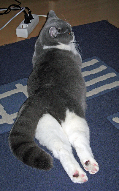 AYX GAMING-公牛队医介绍球员身体康复新流程更科学，公牛队现状