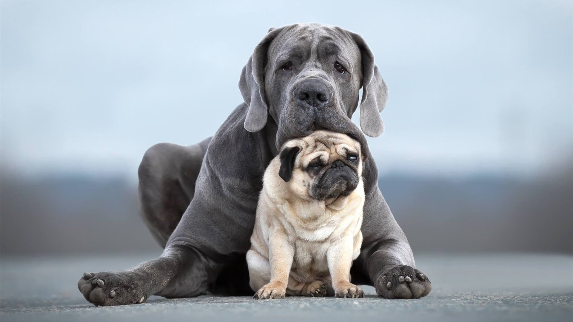 国家羽毛球协会公告公开赛种子选手确认名单,国家羽毛球协会官网