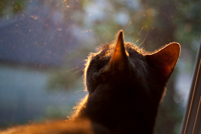 塞内加尔男篮在非洲锦标赛中奋勇激战，冲击不止，非洲 塞内加尔