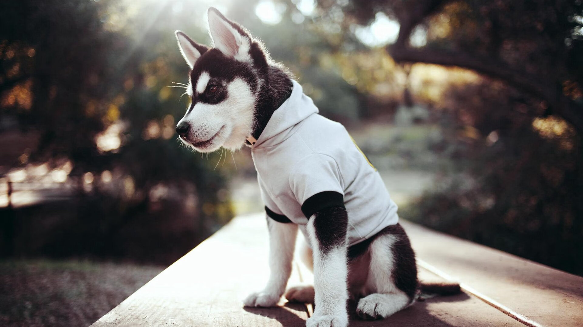 尤文图斯加强中场配置,冲击意甲冠军