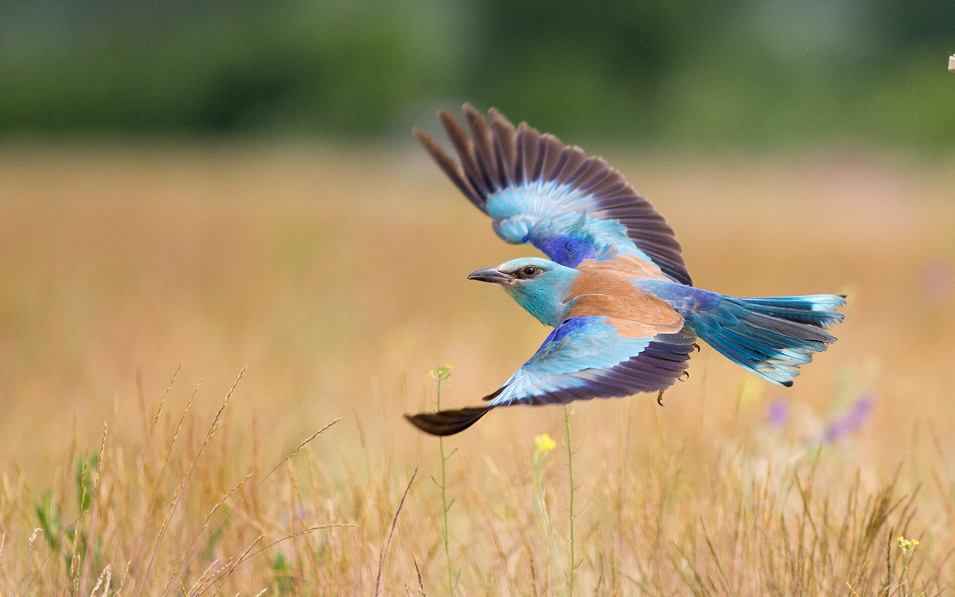 意甲战术分析中的数据支持,意甲战报结果
