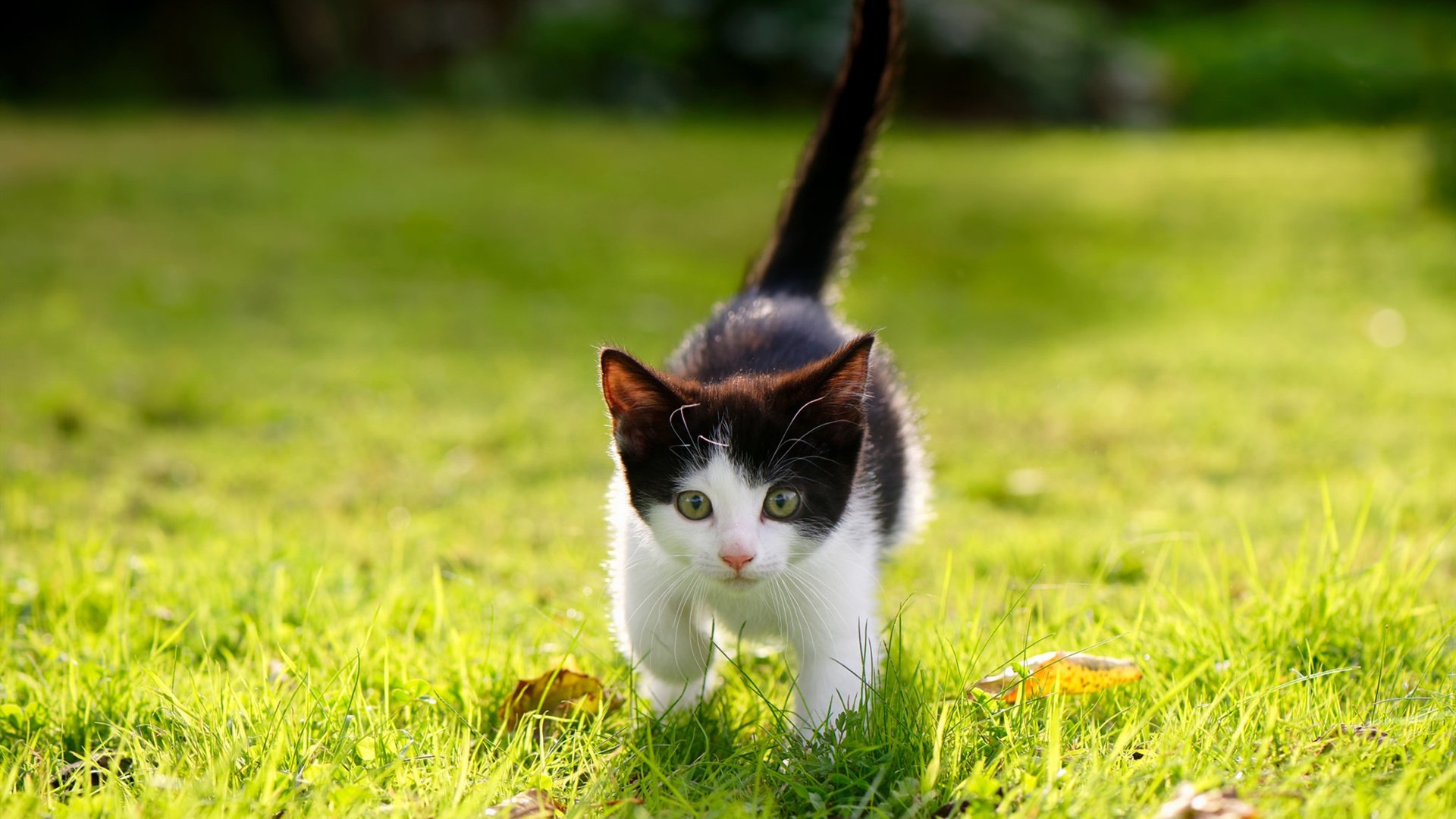 爱游戏体育app-混合泳团体波兰协作顺畅，混合泳视频欣赏