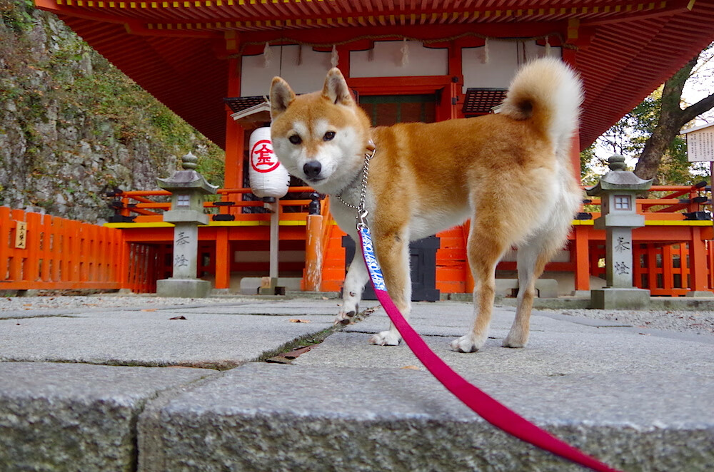 爱游戏娱乐平台-詹姆斯·奥康纳：袋鼠队的全能战术大师，詹姆斯奥康纳自然的理由