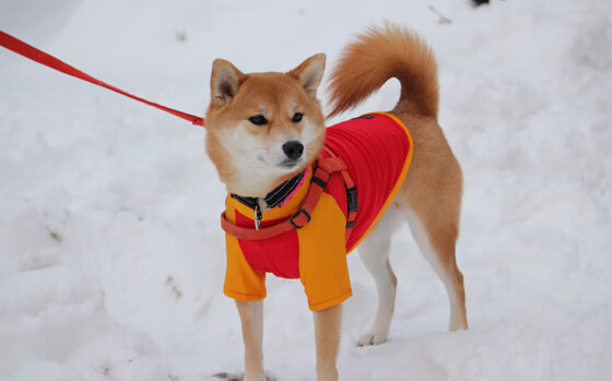 亚洲杯中国青年队战败 球员经验不足暴露,青年队 亚冠